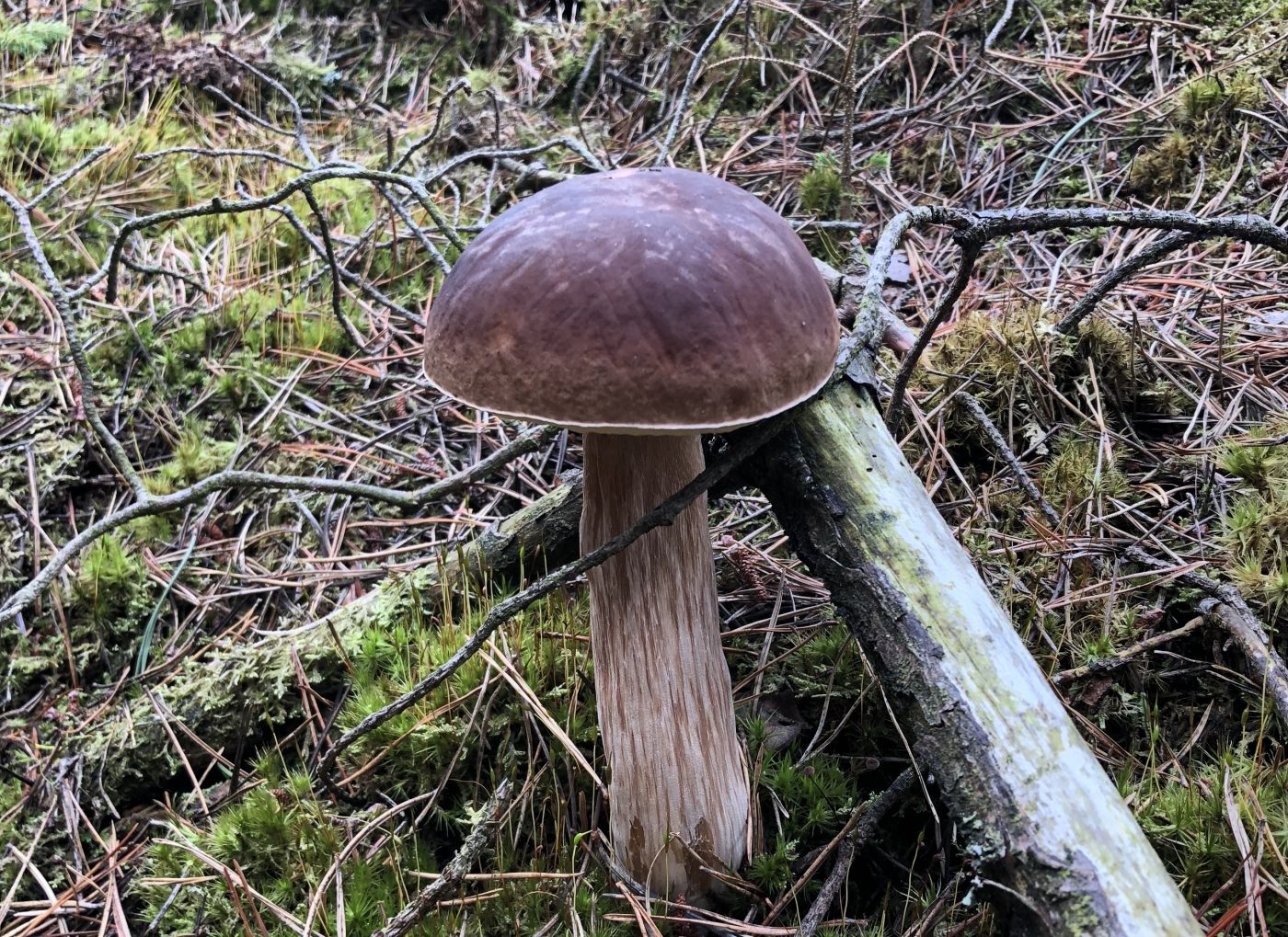 Herbst in Dänemark – wenn Hygge lecker wird