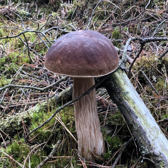 Herbst in Dänemark – wenn Hygge lecker wird